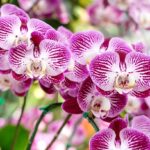 Květinář prozradil: tohle dělají všichni špatně při péči o orchideje