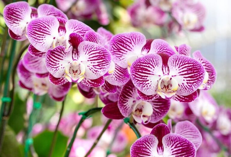 Květinář prozradil: tohle dělají všichni špatně při péči o orchideje