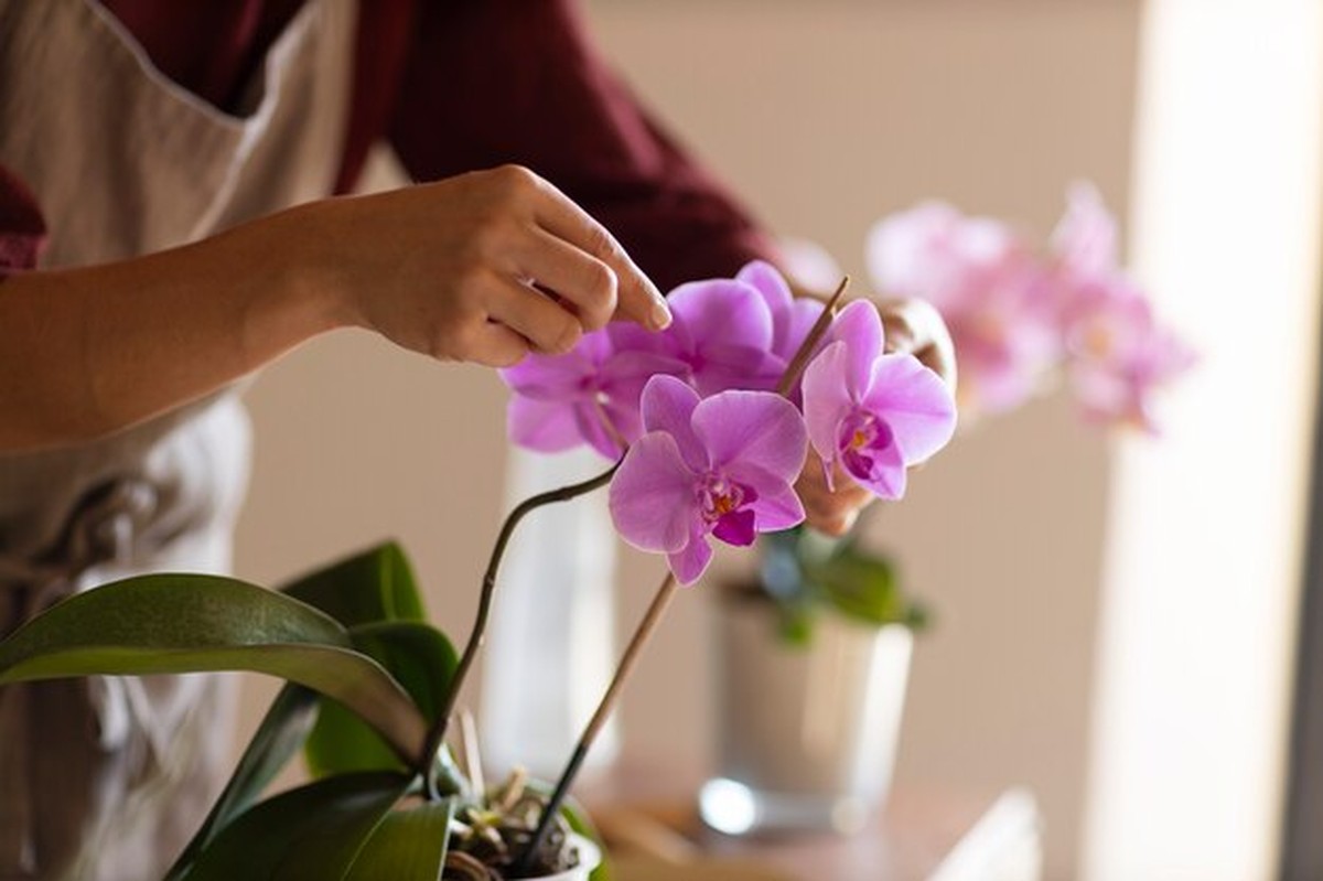 Květinář prozradil: tohle dělají všichni špatně při péči o orchideje - image 1