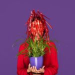 Květiny umírají tiše. Zahradník prozradil, co jste neviděli