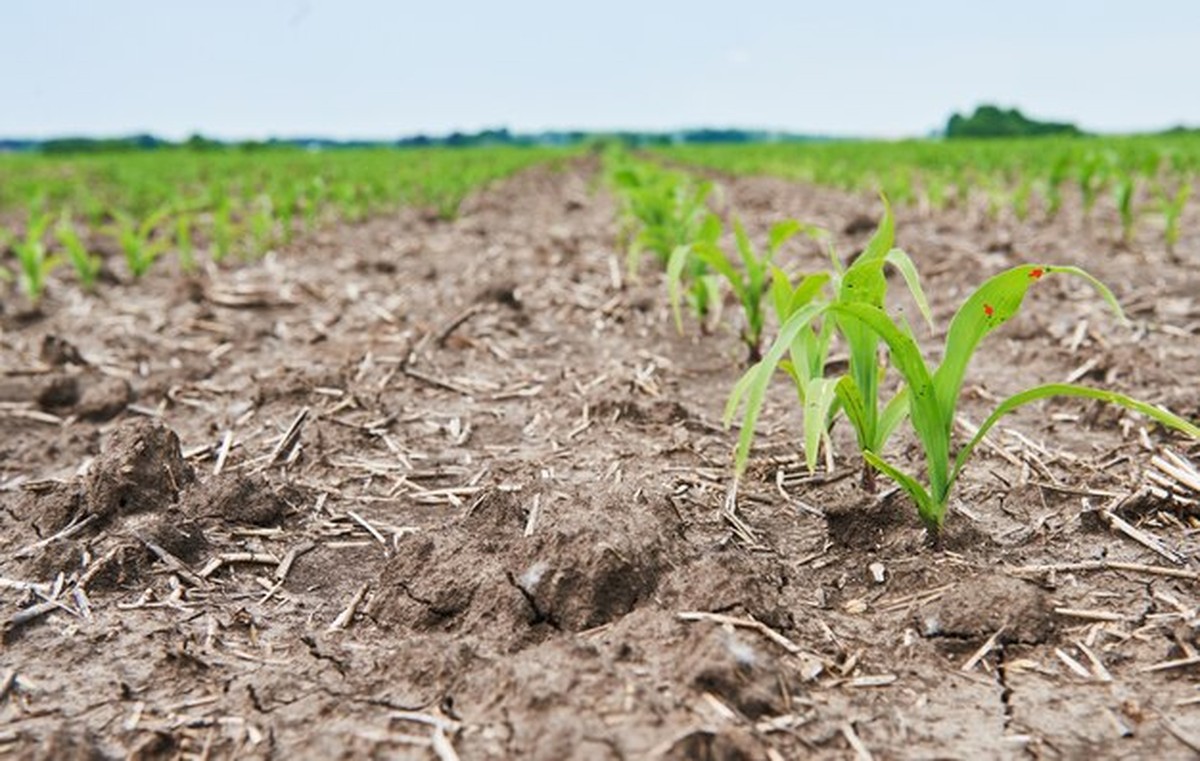 Květiny umírají tiše. Zahradník prozradil, co jste neviděli - image 2