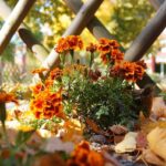 Listopad v zahradě: 5 věcí, které nesmíte zapomenout