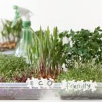 Microgreens na parapetu: trend, kterému neodolávají ani v Česku