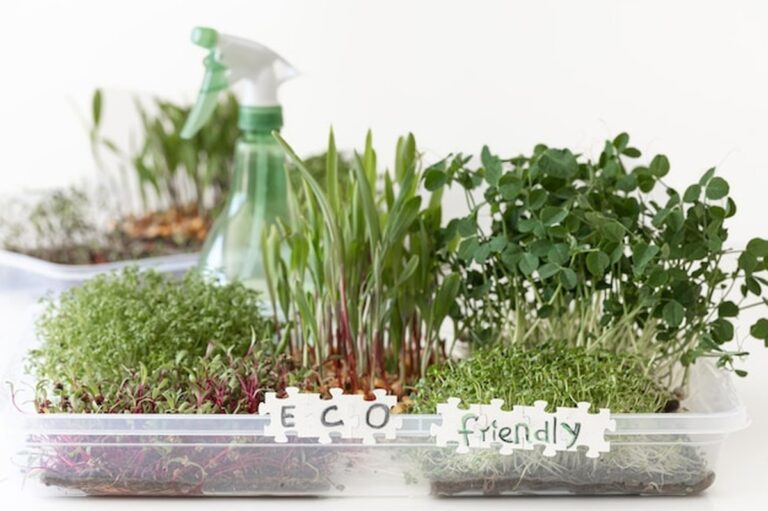 Microgreens na parapetu: trend, kterému neodolávají ani v Česku