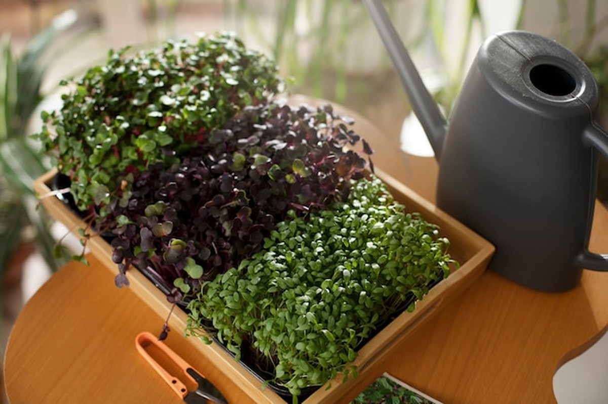 Microgreens na parapetu: trend, kterému neodolávají ani v Česku - image 2