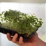 Mikrozelenina v prosinci: jak ji pěstovat 10 dní na kuchyni