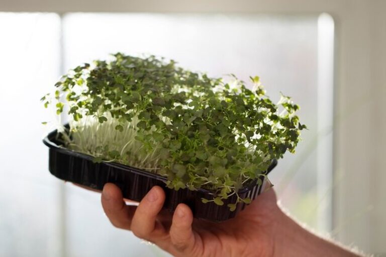 Mikrozelenina v prosinci: jak ji pěstovat 10 dní na kuchyni