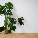 Monstera v obýváku podle feng shui – vybíjí nebo nabíjí energii domu