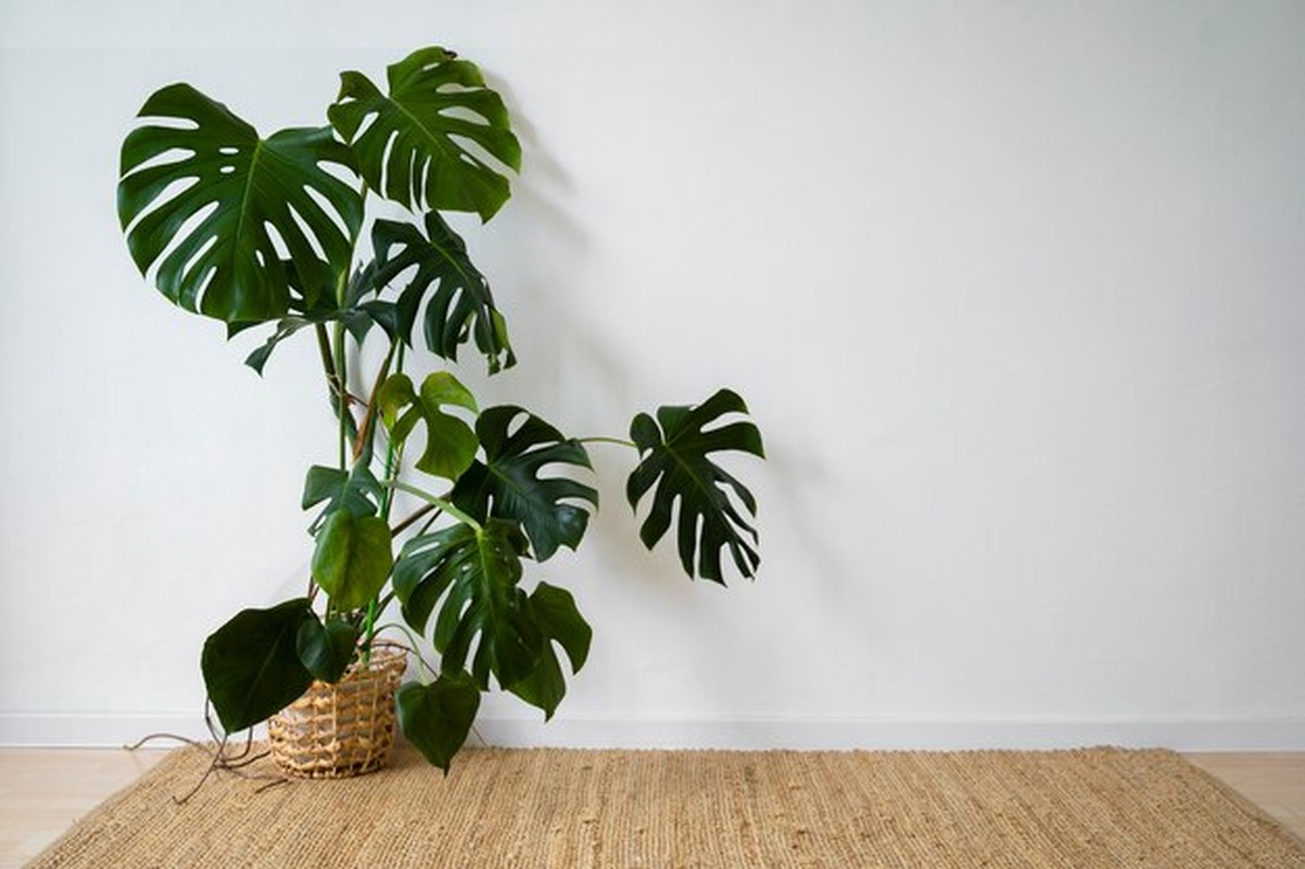 Monstera v obýváku podle feng shui – vybíjí nebo nabíjí energii domu