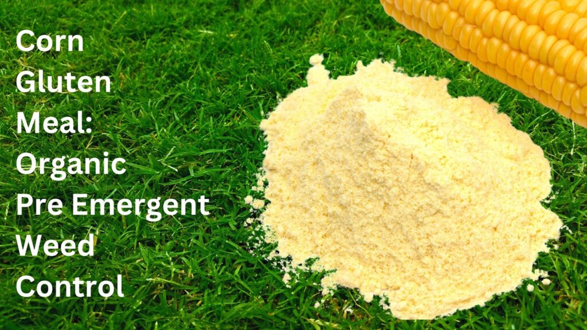 Mouka a jedlá soda v lahvi: nejstarší zbraň proti plevelům bez chemie - image 1