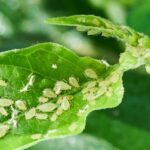 Mycí prášek na listy zeleniny? Trik, který zničí mšice bez pesticidů