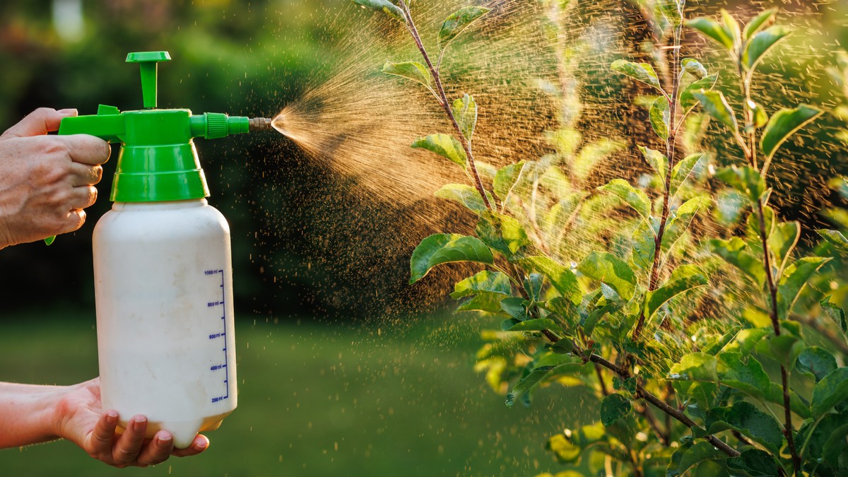 Mycí prášek na listy zeleniny? Trik, který zničí mšice bez pesticidů - image 1