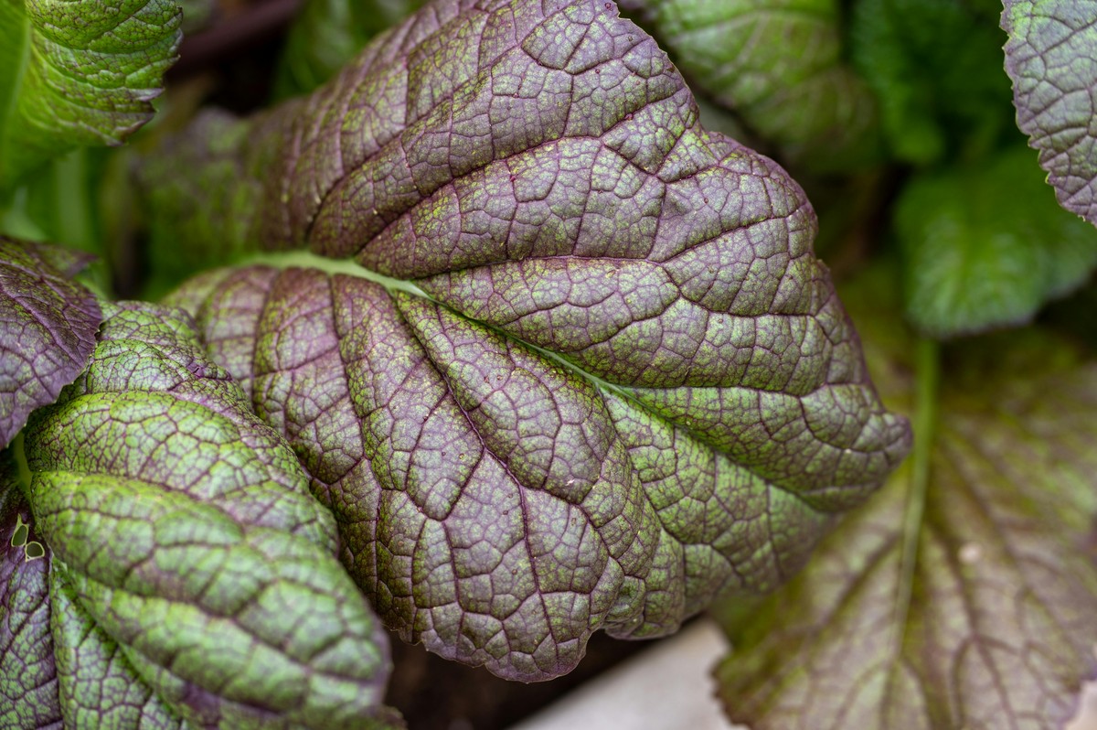 Mycí prášek na listy zeleniny? Trik, který zničí mšice bez pesticidů - image 2