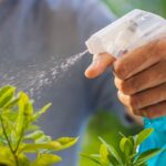 Mýdlový roztok na listy - jak se zbavit mšic bez chemie