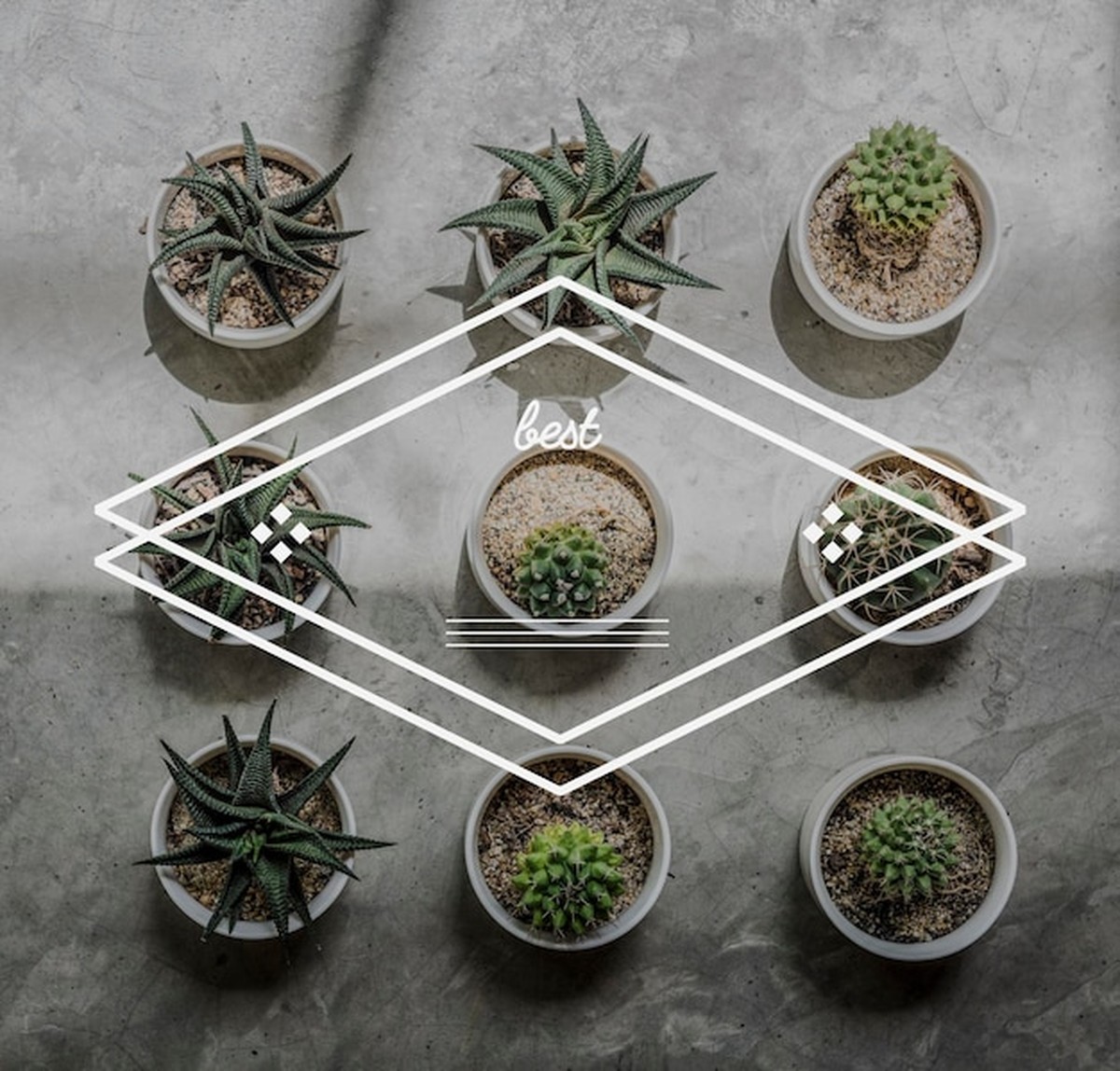 Novinka 2025: Jak pěstovat zeleninu na stěně bytu - image 1