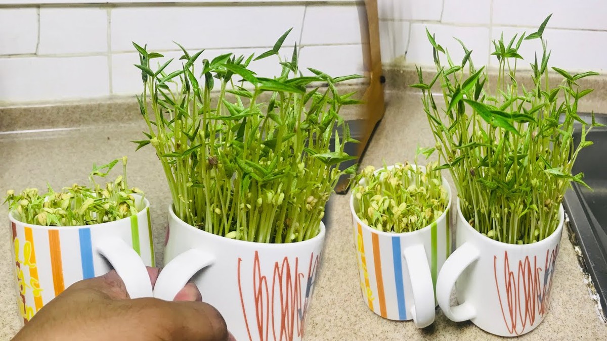 Novinový papír v hrníčku semínek: zázračný trik na klíčení - image 1