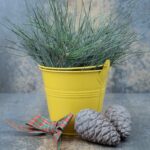 Nový wellness trend: Kterou zimní květinu pěstovat proti depresím?