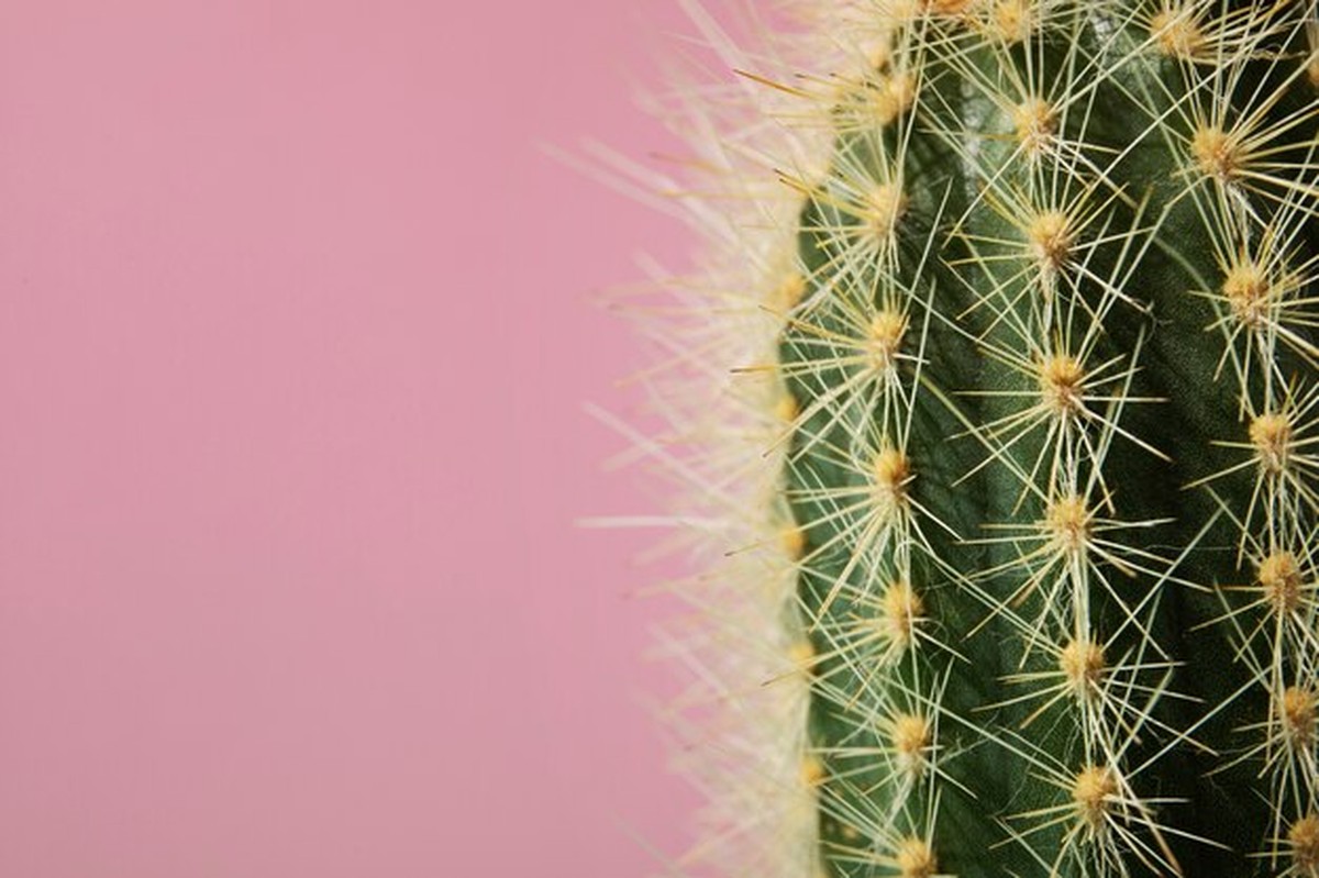 Nový wellness trend: Kterou zimní květinu pěstovat proti depresím? - image 2