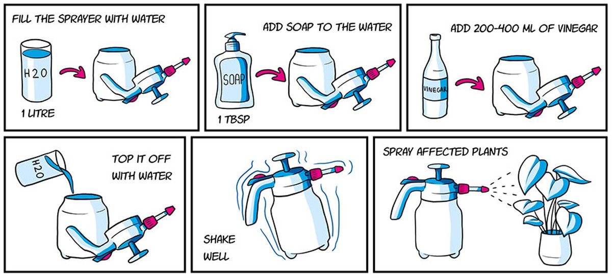 Ocet a mýdlo na listech: domácí sprej, který botanici milují a chemické firmy nenávidí