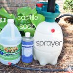 Ocet a sůl v zahradě: starý český způsob, kterým se zbavíte buriny bez herbicidů