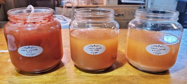 Ocet do zálivky rajčat: jak zabránit plísni za 2 koruny za sezonu