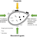 Ocet na semínka před setím – jednoduchý zázrak proti plísním