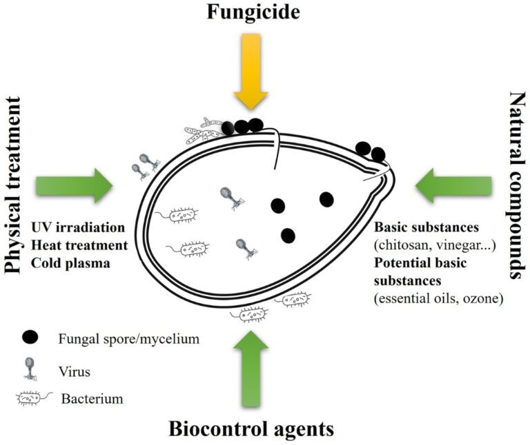 Ocet na semínka před setím – jednoduchý zázrak proti plísním