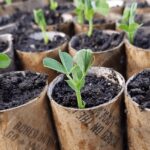 Papírová rolka z toalety v kuchyni? Gardisté ji zasazují do půdy a vědí proč