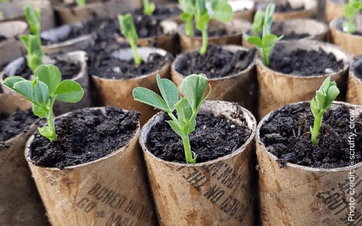 Papírová rolka z toalety v kuchyni? Gardisté ji zasazují do půdy a vědí proč