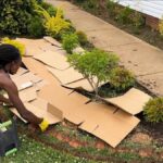 Papírové krabice místo plastového mulčování: trik profesionálů