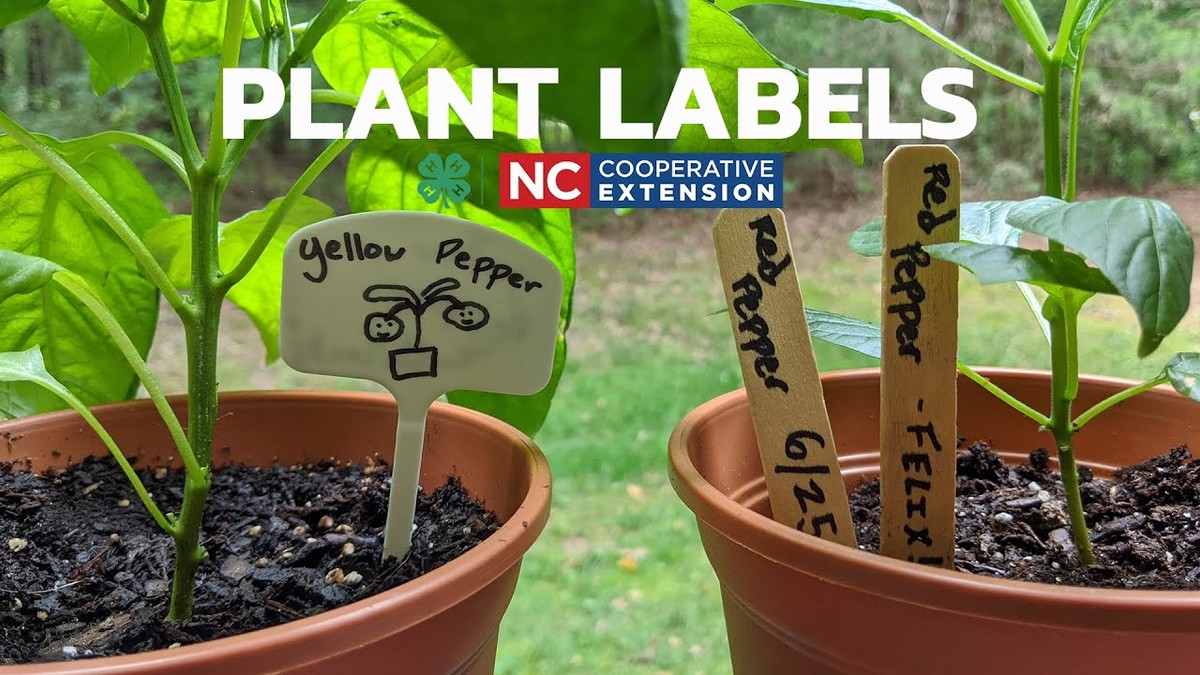 Papírové tuby z toaletního papíru jako náznační štítky sazenic – levně a účinně - image 1