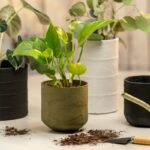 Papírové utěrky pod květináče: jednoduchý trik proti plísním na parapetu