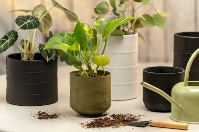 Papírové utěrky pod květináče: jednoduchý trik proti plísním na parapetu
