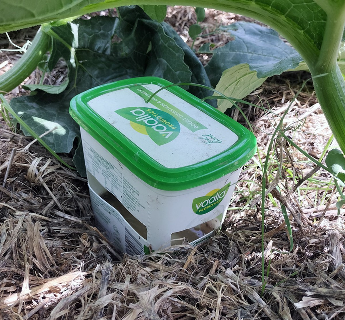 Piva v zahradě funguje lépe než insekticidy: experiment 1000 zahradníků - image 1