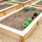 Počaradníci tradičně varují: kdy nikdy nezačínat nový záhon