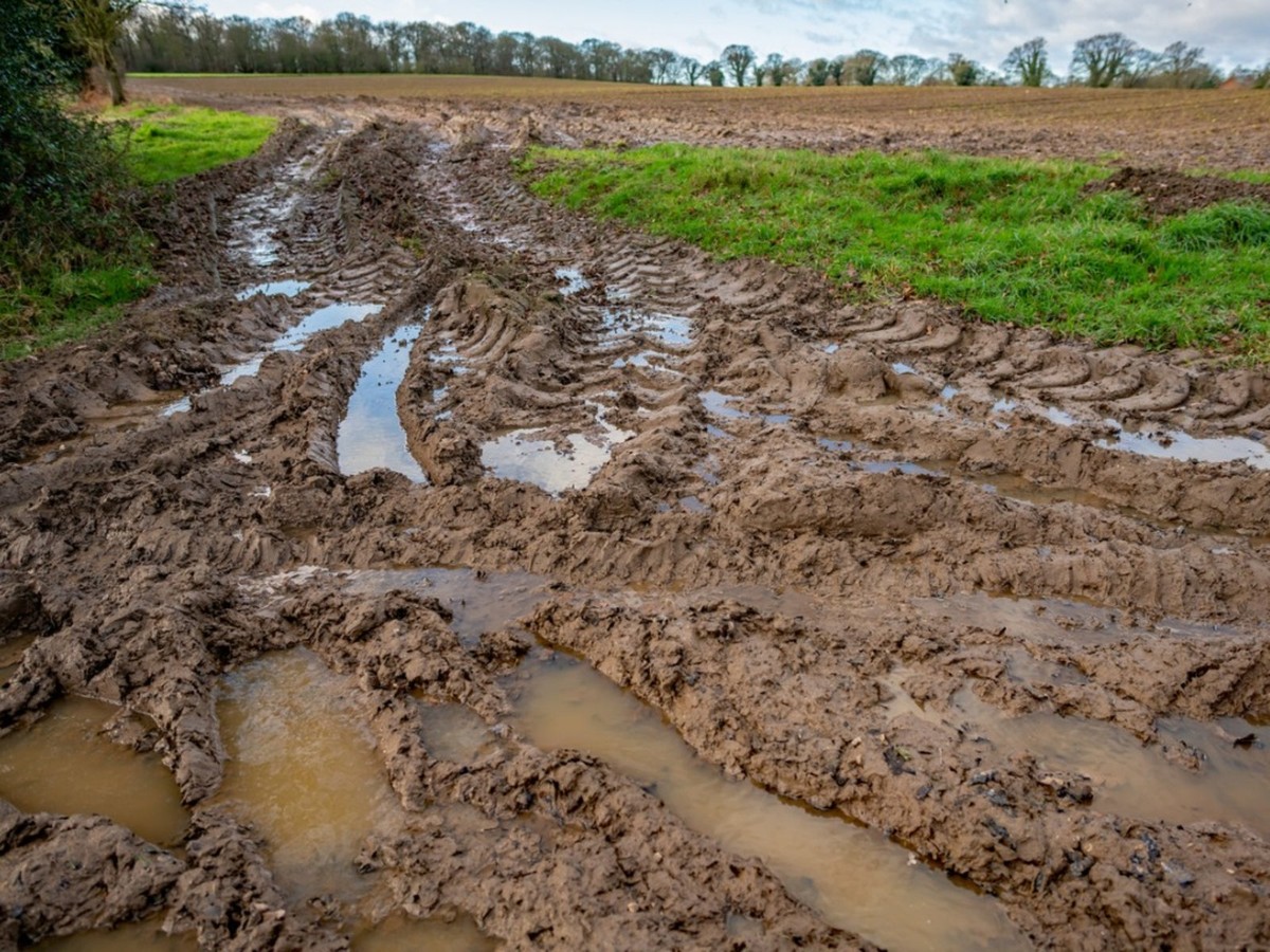 Počaradníci tradičně varují: kdy nikdy nezačínat nový záhon - image 1