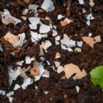 Почему опытные садоводы закапывают яичную скорлупу весной