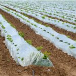 Polyetylenová fólie pod mulčem šetří 40% vody — jak ji správně položit