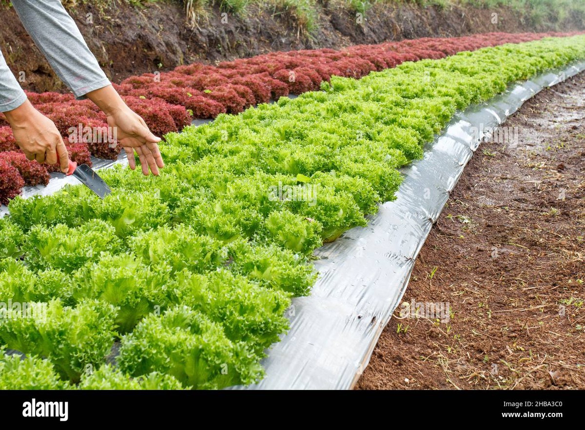 Polyetylenová fólie pod mulčem šetří 40% vody — jak ji správně položit - image 1