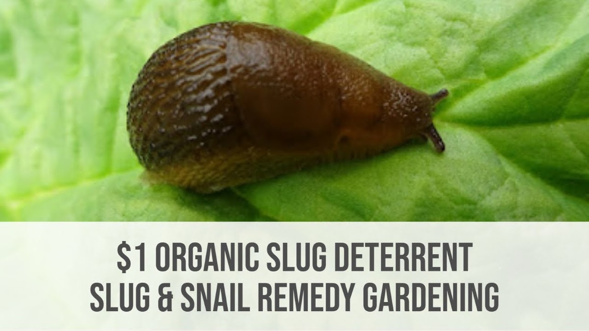 Použité kávové sedliny v květináčích? Starý trik proti návštěvě slimáků - image 2