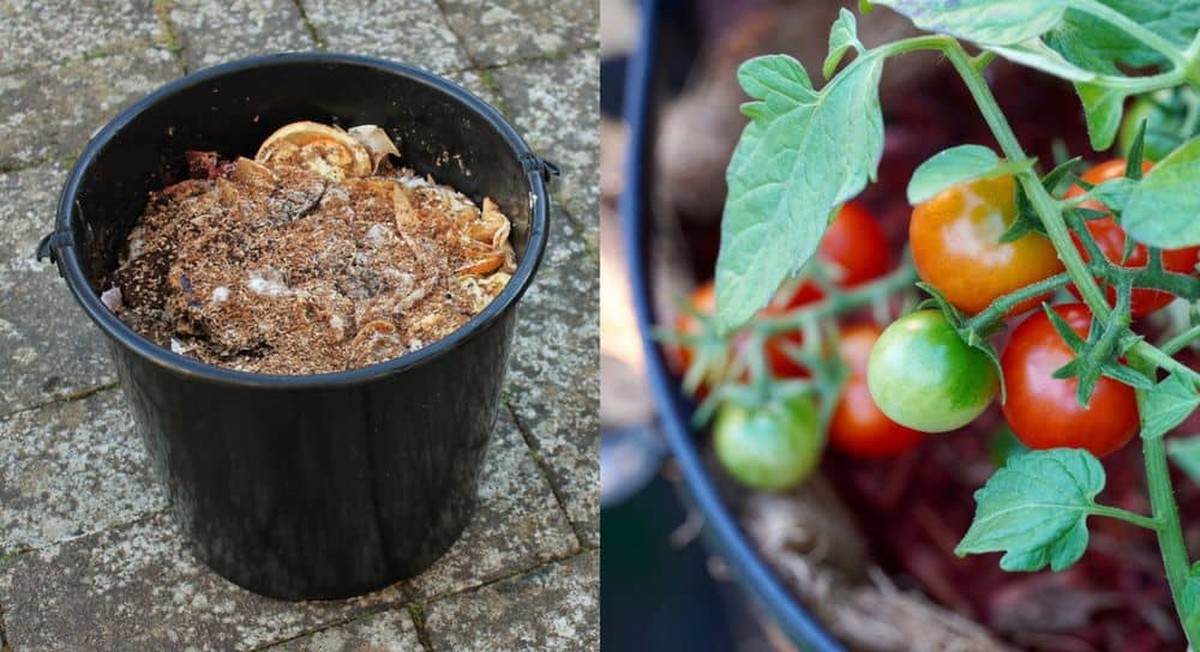 Přestala jsem kupovat hnojivo: míchám banánovou slupku s tímhle a rajčata explodují - image 1