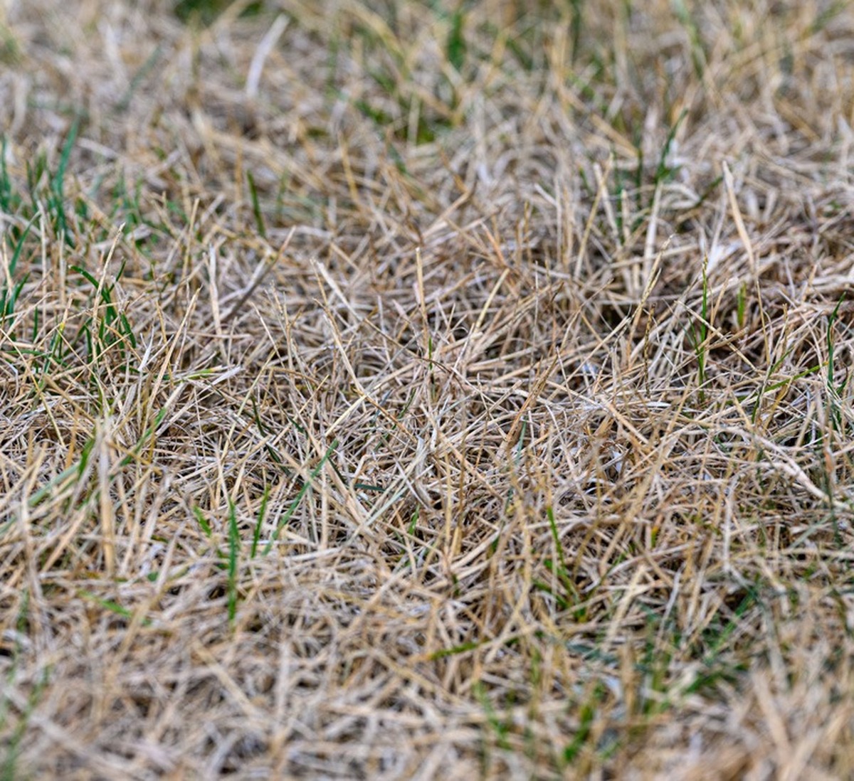 Přidala jsem běžný sůl k trávě: tráva přestala růst na místech, kde ji nechci - image 1