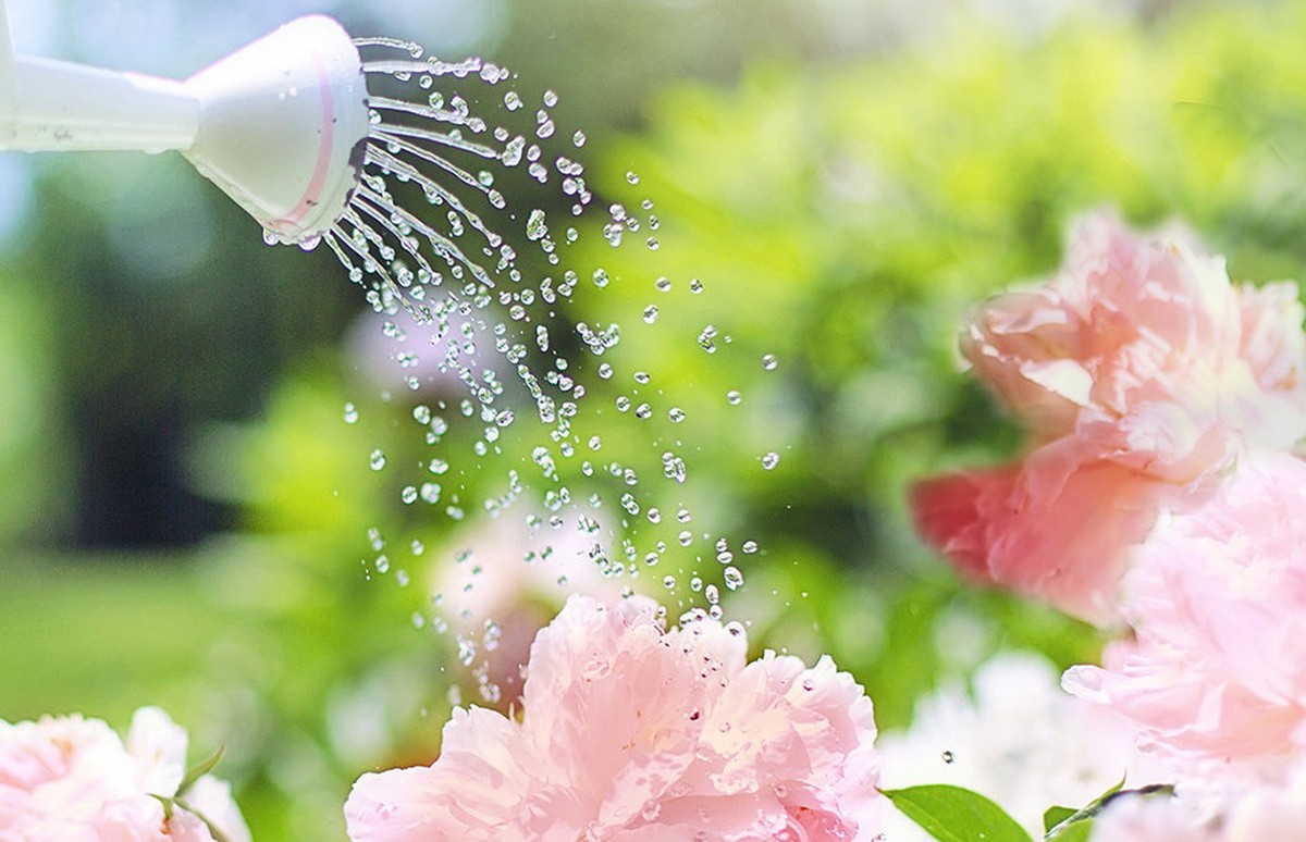 Přidali jsme tuhle tekutinu do vody: květiny nezvadnou čtyři týdny - image 1