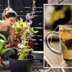 Přidej tento nápoj květům: lily každý květináč a kouč do vysílání měl pravdu