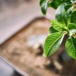 Proč odborníci sázejí hrušně právě na podzim