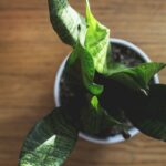 Proč vám v bytě umírají rostliny? Jedovatá chyba v polévání