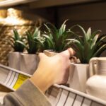 Proč vaše rostliny v únoru nekvete: Vina je v prosincovém osvětlení