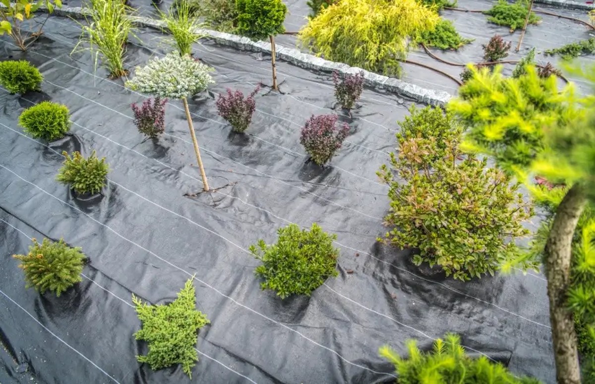 Proč zahradníci skrývají starý nylon pod kořeny: efekt trvá 5 let - image 2