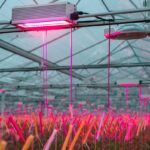 Původci rajčat prozrazují: jeden druh světla zvýší sklizeň o 40 procent