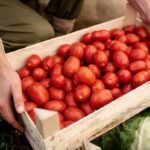 Rajčata vydrží měsíce: Zkušení zahradníři znají jeden jednoduchý trik